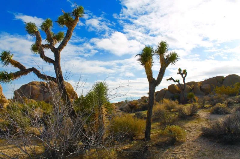 Mojave Desert, Joshua Tree