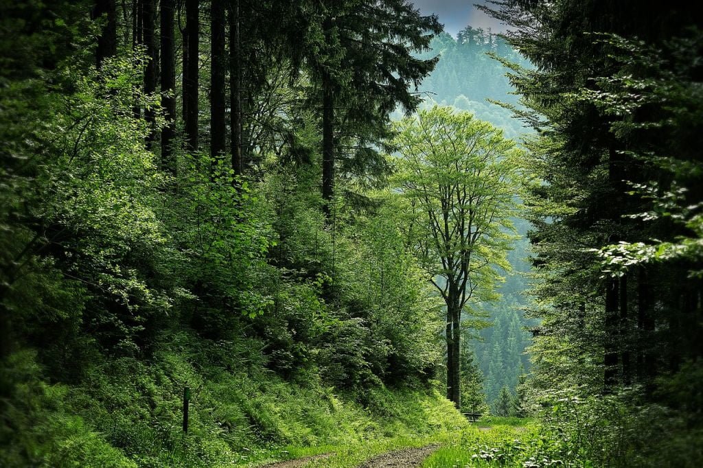 Black Forest, Schwarzwald