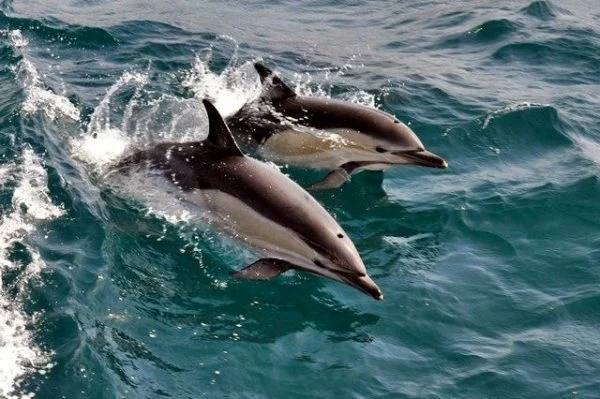 Port Stephens Dolphin Watching Tour