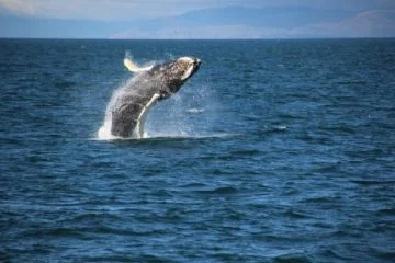 3-Hour Whale Watching Cruise from Reykjavik