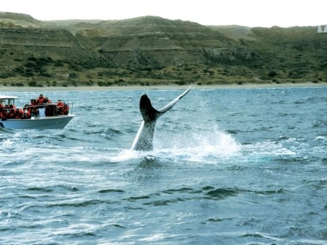Peninsula Valdes Full Day with Puerto Piramides Whale Watching Tour