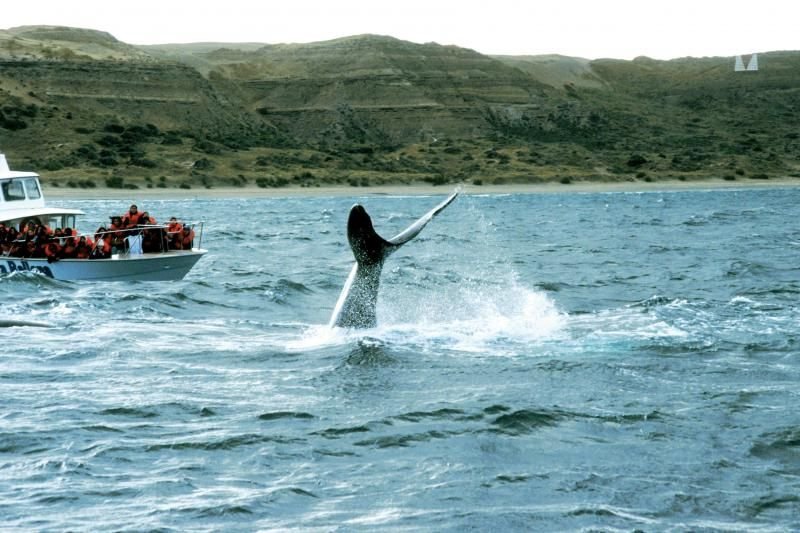 Peninsula Valdes Full Day with Puerto Piramides Whale Watching Tour
