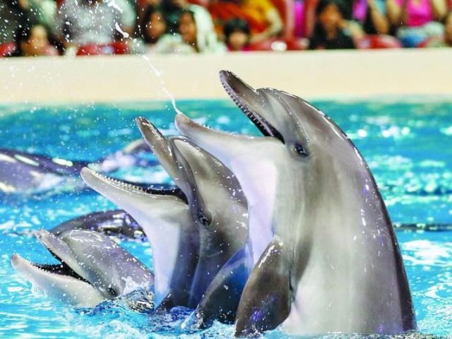 Dubai Dolphinarium Ticket