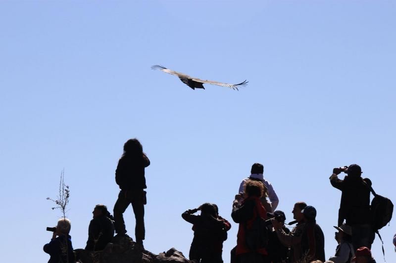 5-Day Lake Titicaca Tour: Arequipa - Colca Canyon - Puno - Sillustani