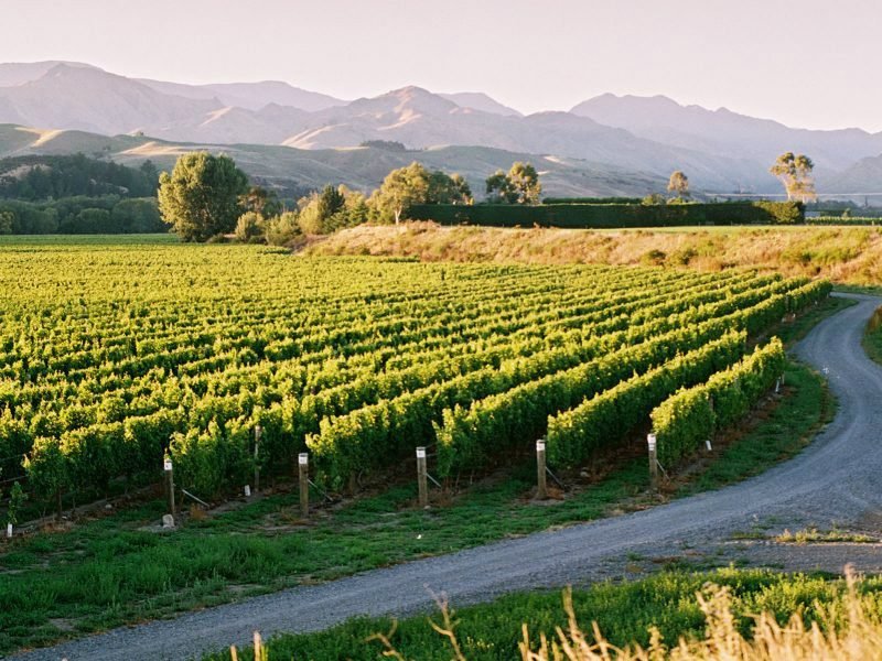 Full-Day Wellington and Martinborough Wine Tour