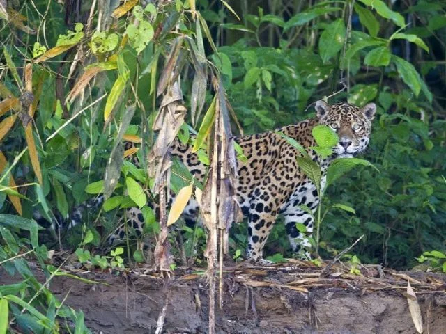 4-Day Refugio Amazonas - Classic Program