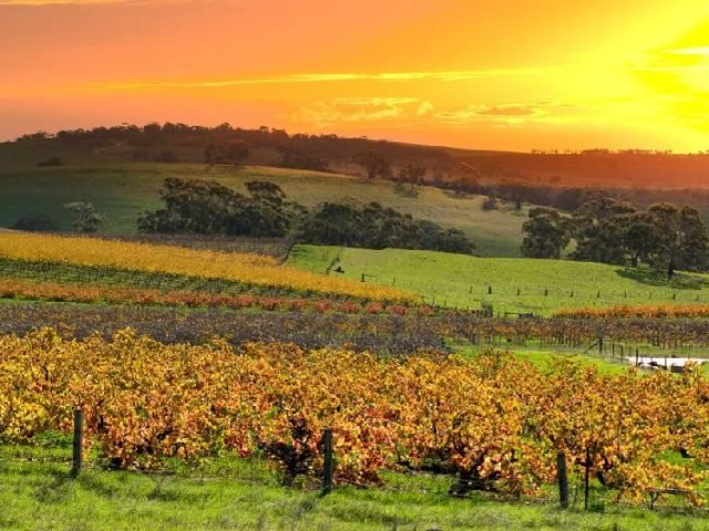 Hahndorf and Barossa Wine Experience