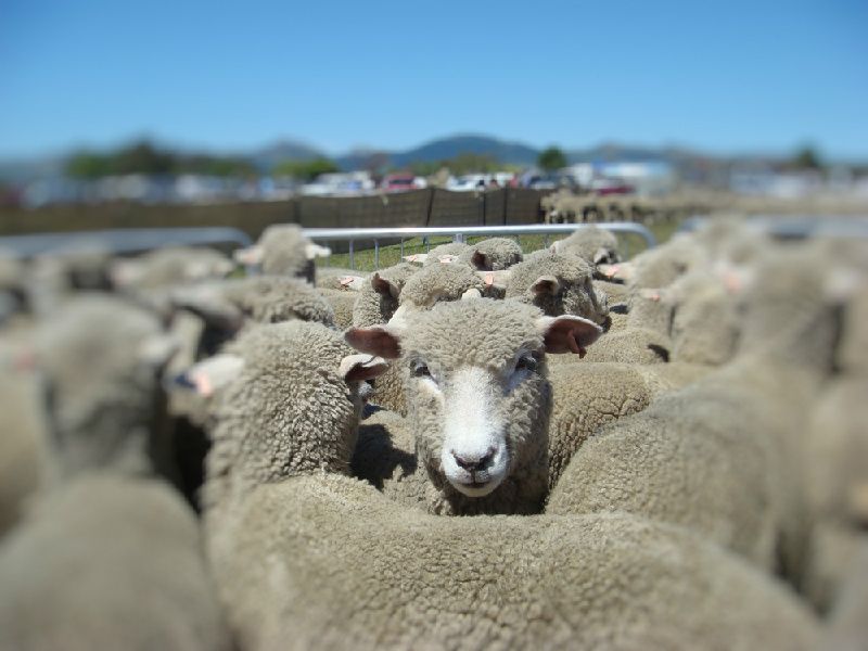 Sheep Farm Tour