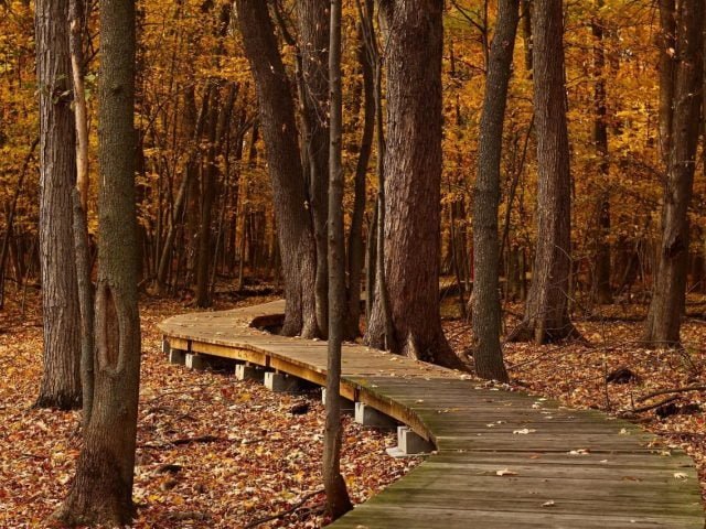 Autumn Leaf Peeping in Canada