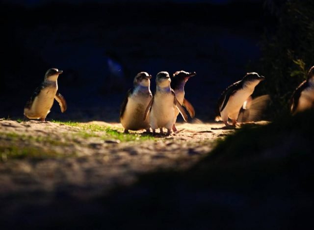 The Penguin Parade Tour with General Viewing